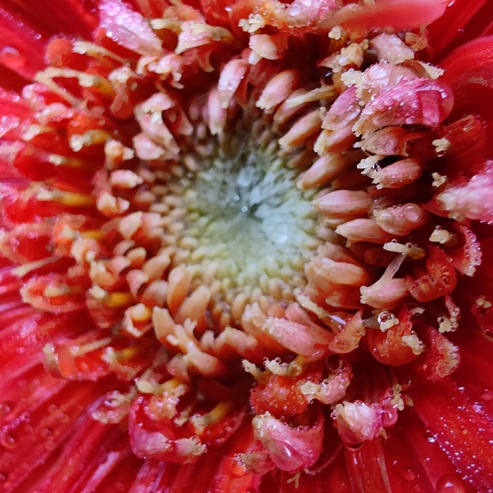 super macro red flower