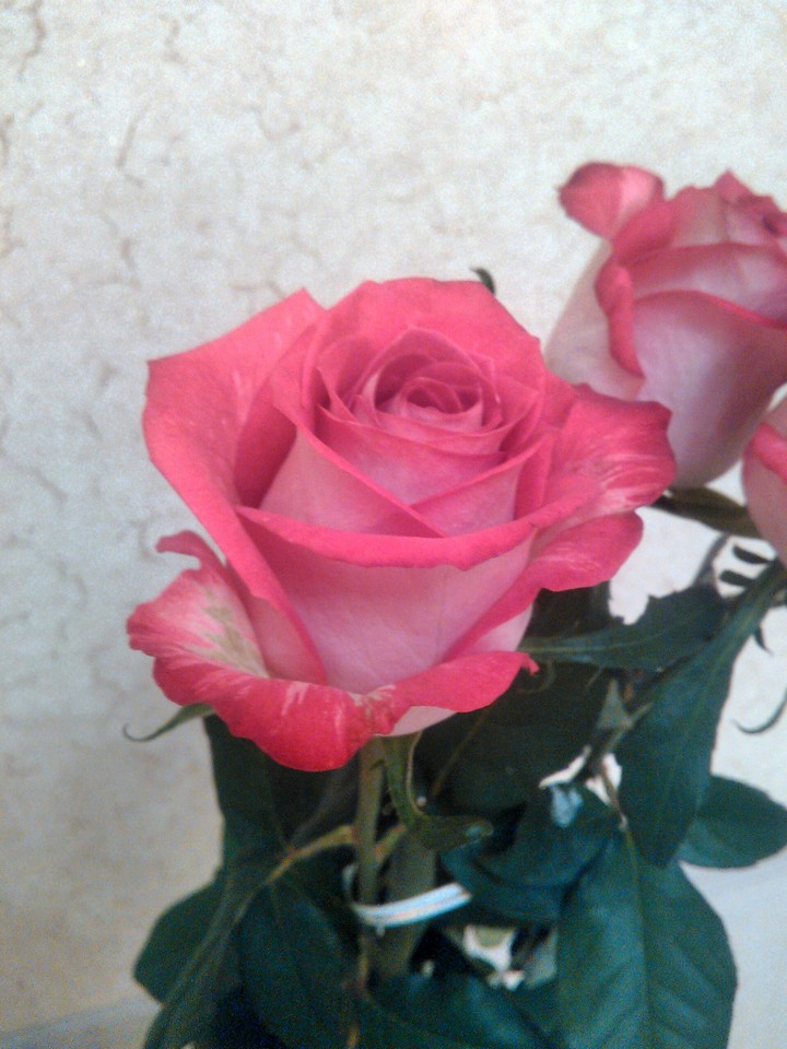 pink rose
