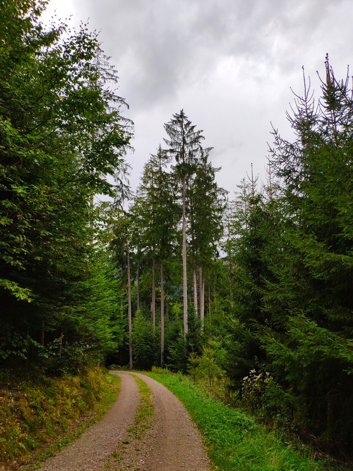 Schwarzwald