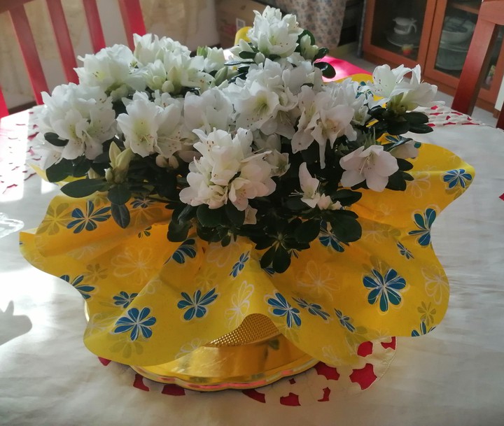 Azalea