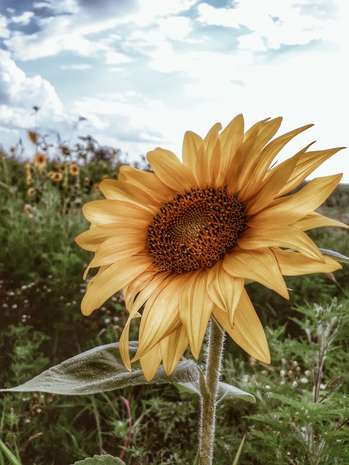 Sunflower