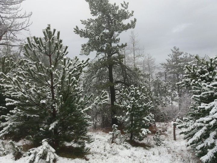 Snow sneg