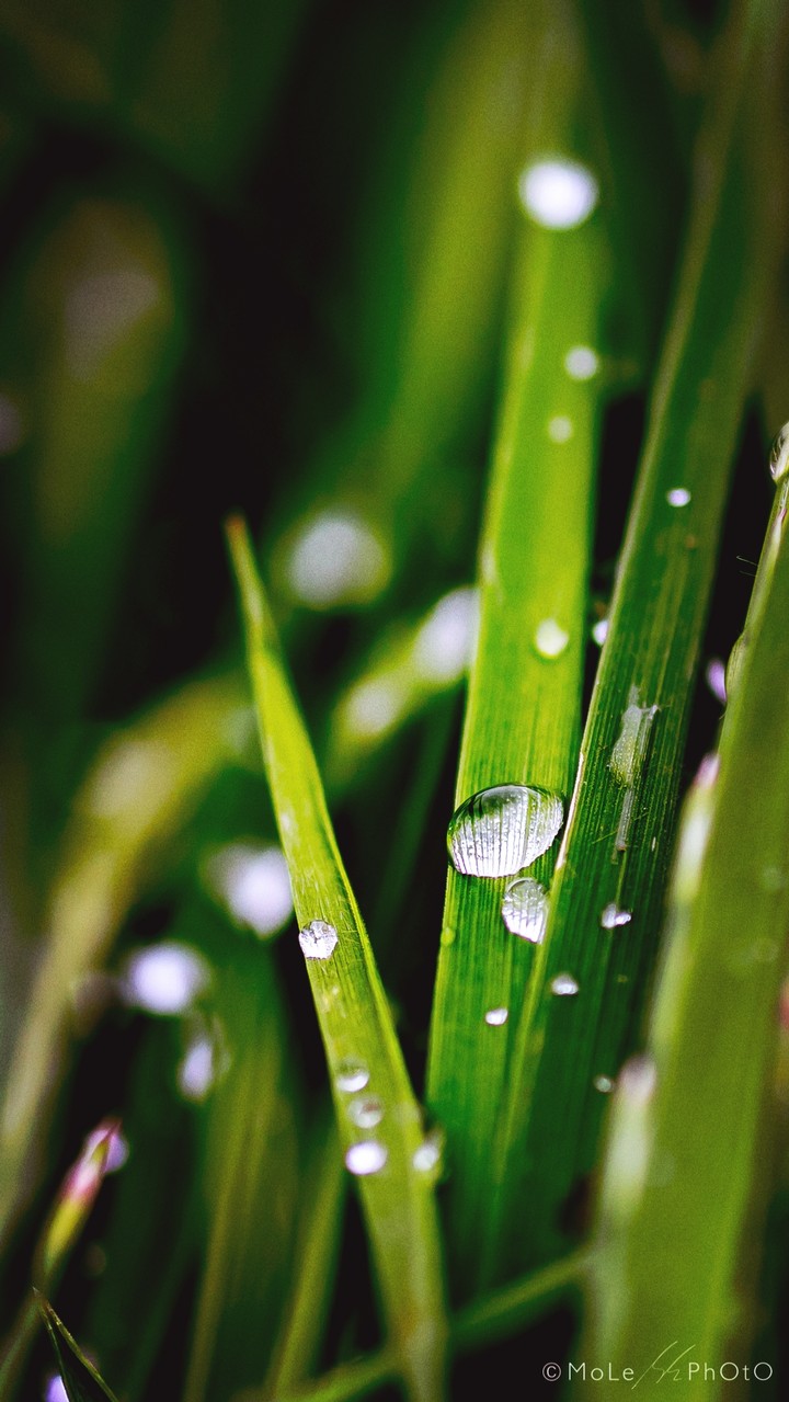 Drops on grass
