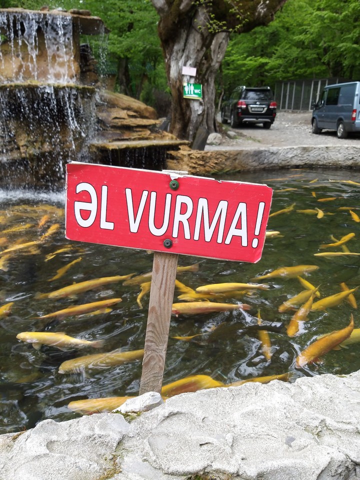 fish.