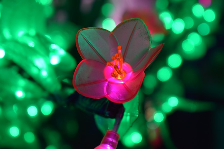 Pink Flower