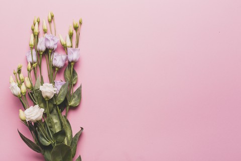 tulip, pink वॉलपेपर