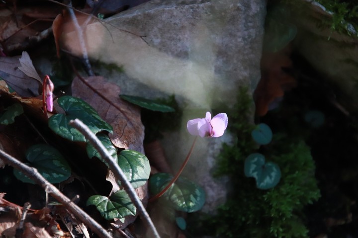 spring returns