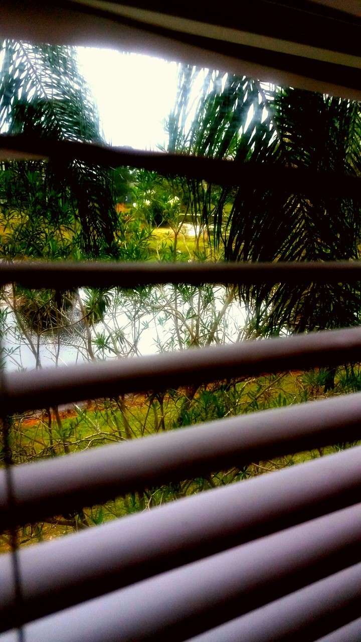 View From My Window