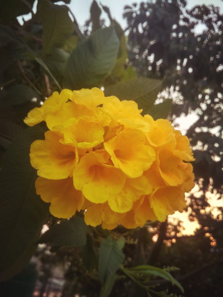 Bunch of yellow flowers