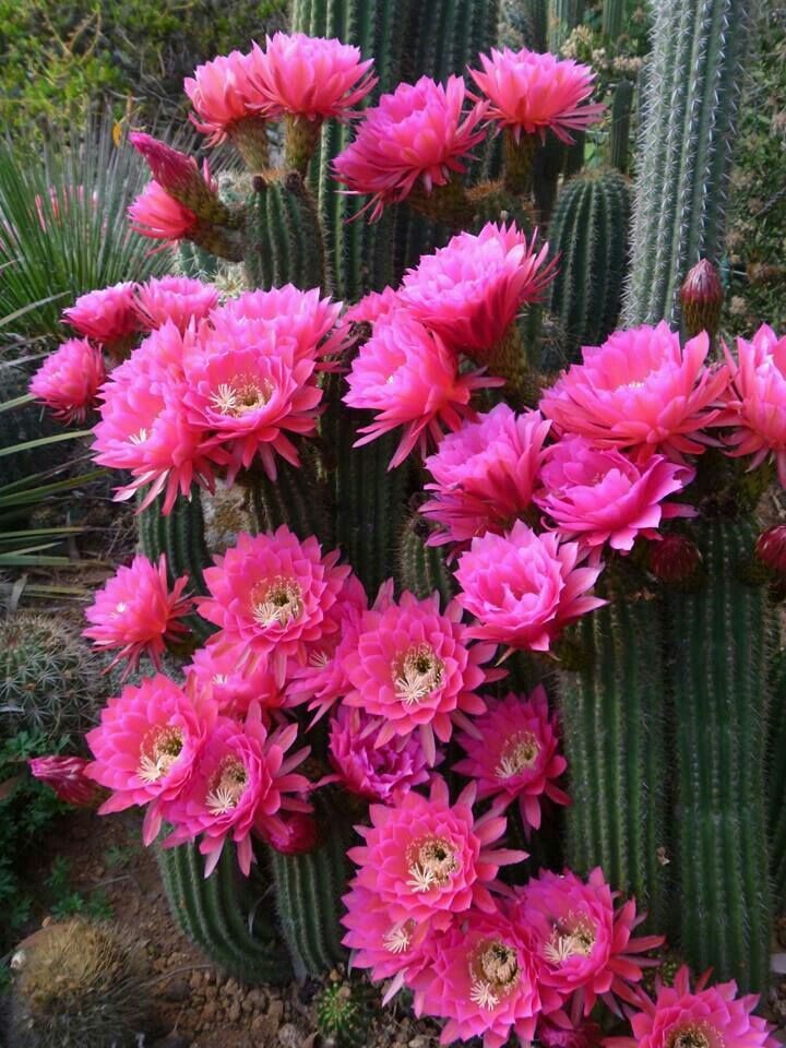 Cactus