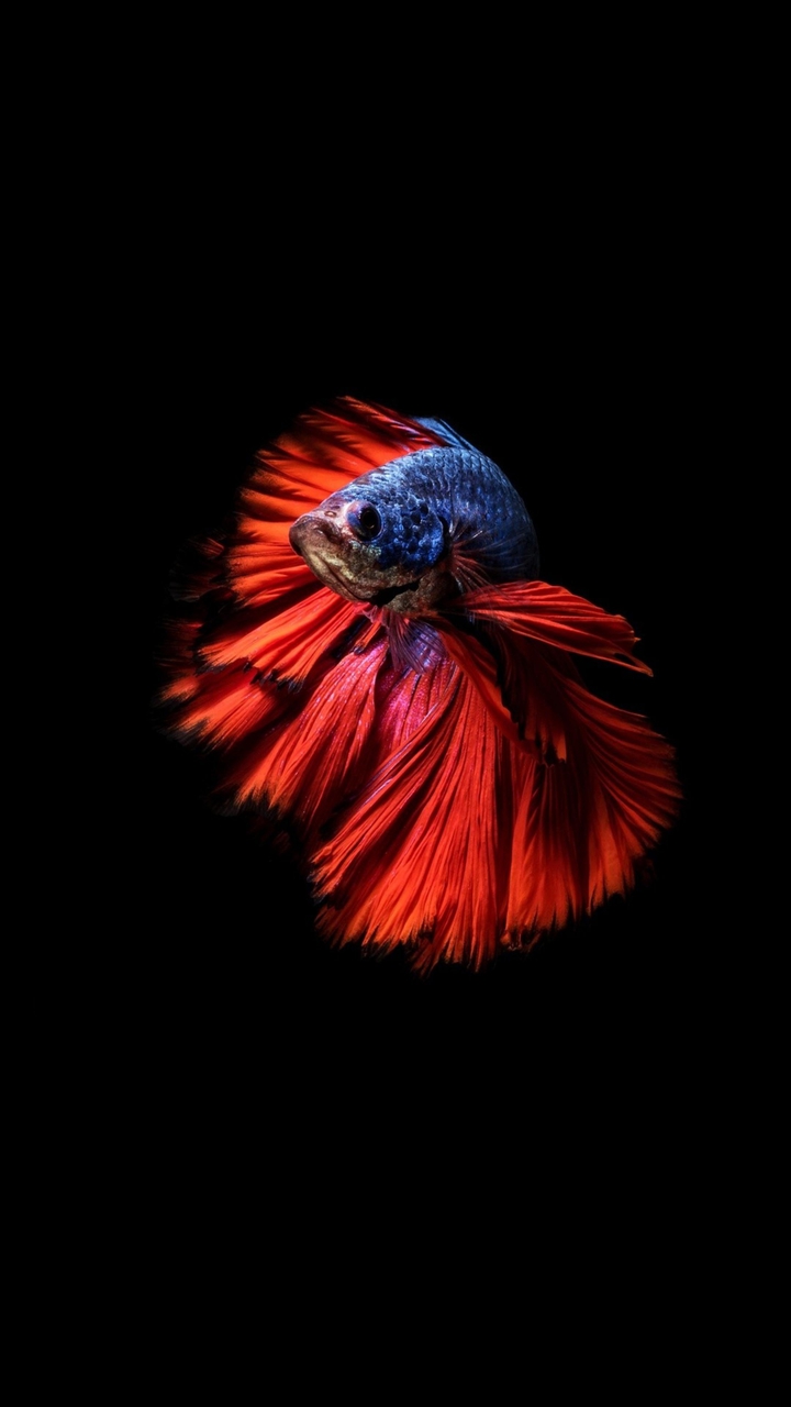 fish