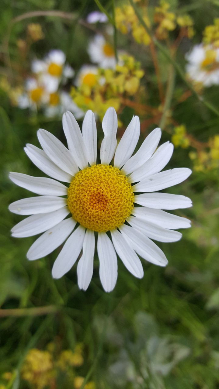 Daisy