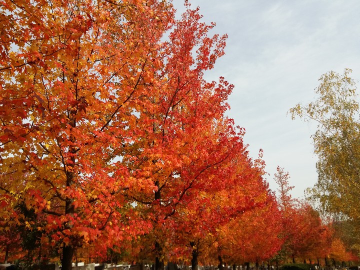 autum