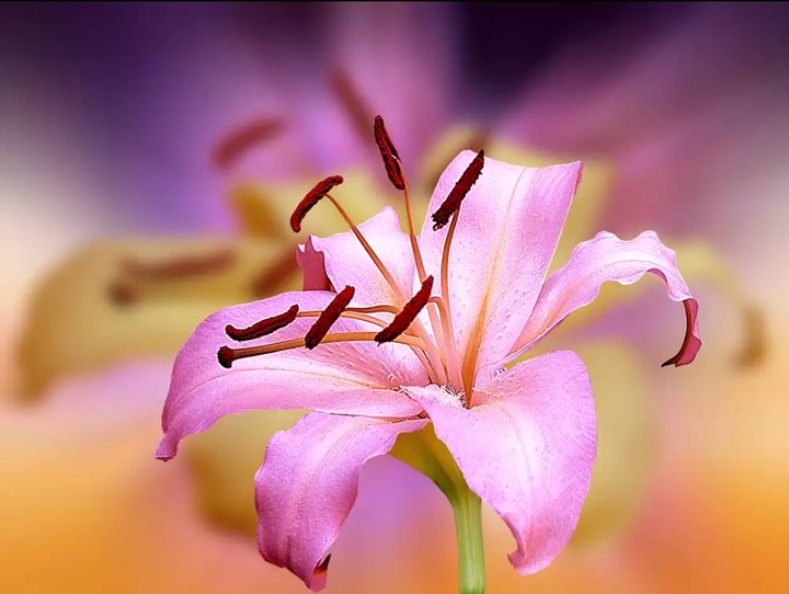lillium