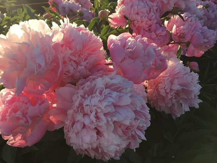 ♡