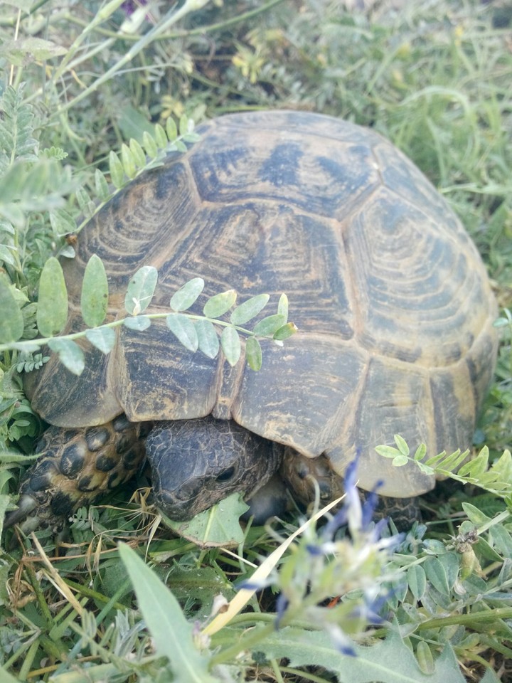 turtle  and slowly