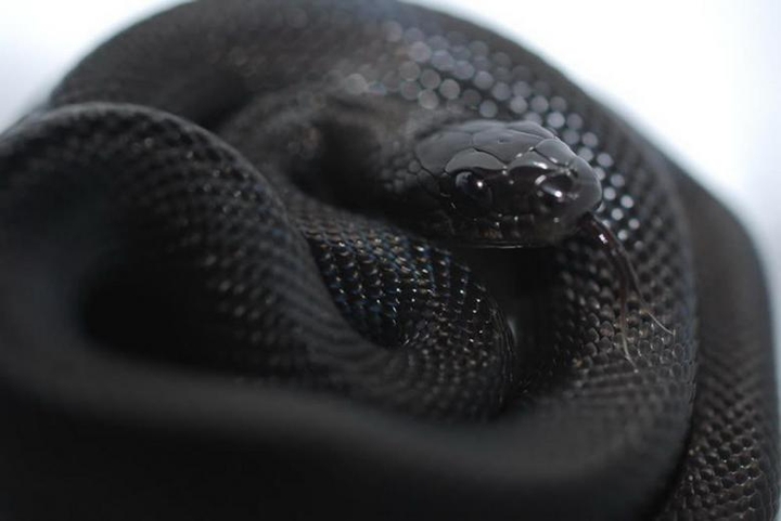 Snake