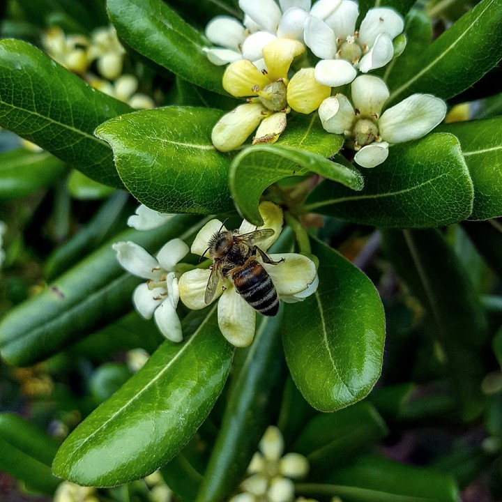 Let it bee.