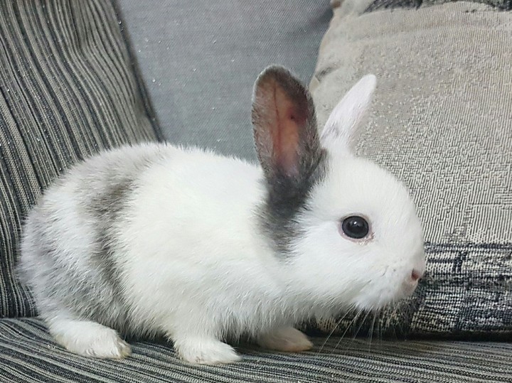 little rabbit