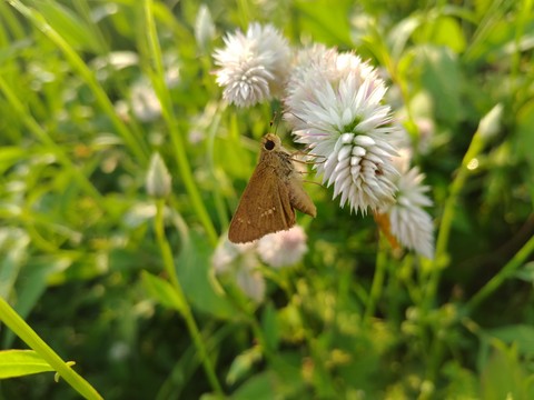 thymelicus, insect वॉलपेपर