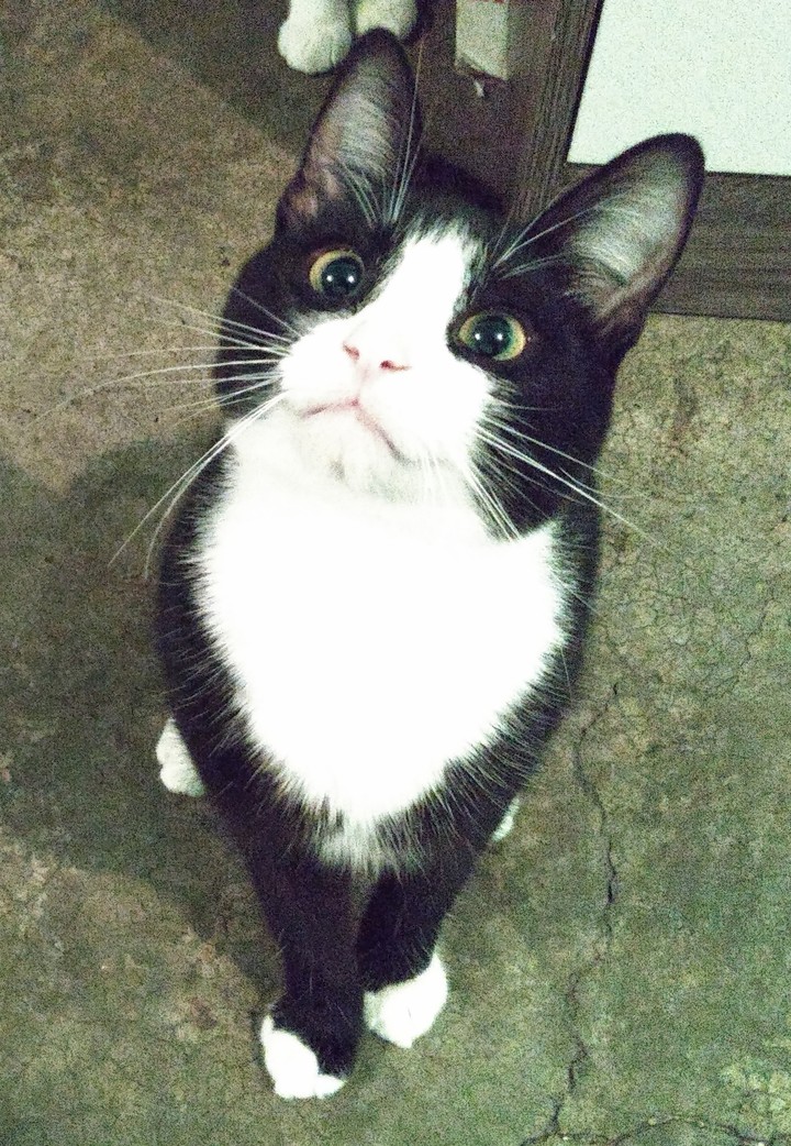 Panda Gato