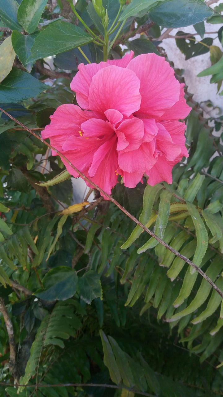#pink