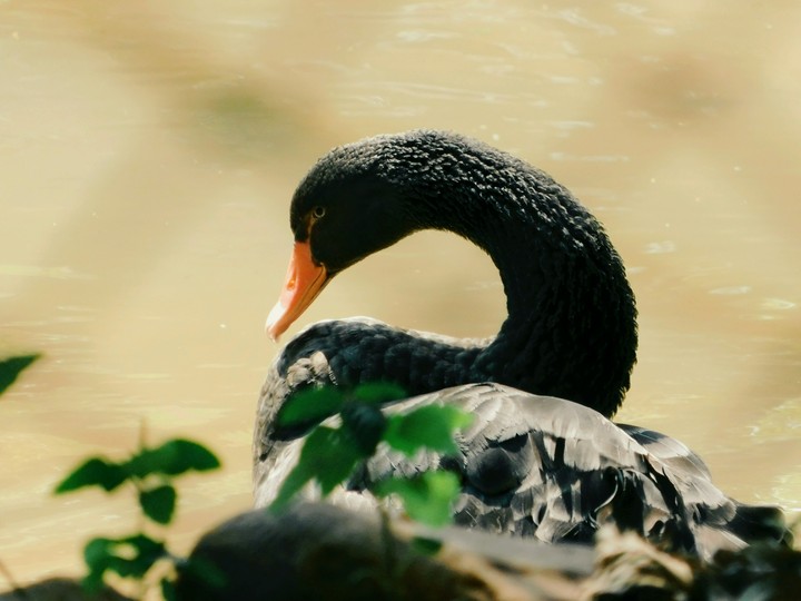 Beautiful black Swan 
