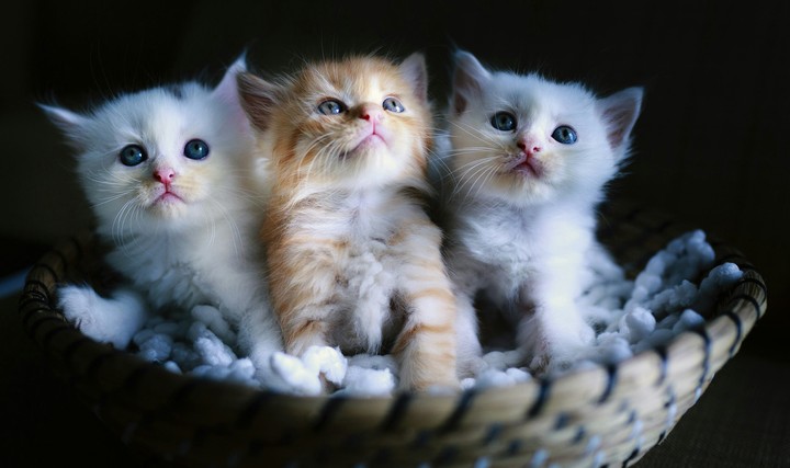 three beautiful cats