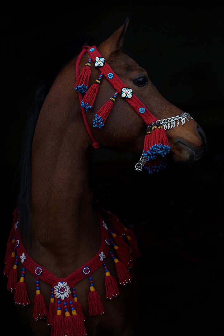 #horse