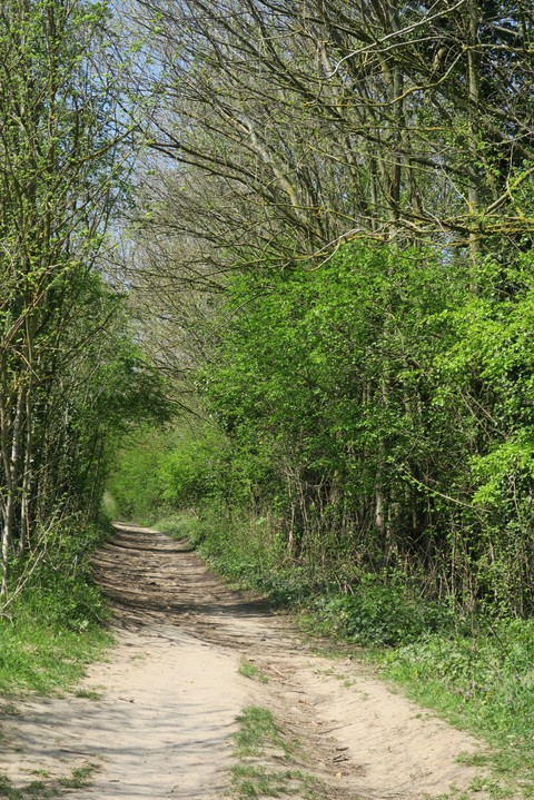 petite allée