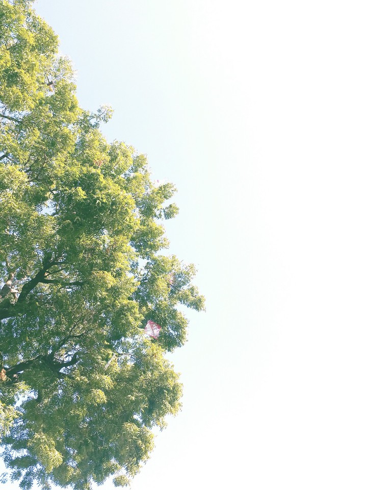 neem tree