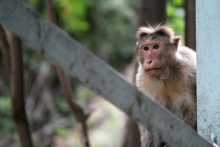 photostill #monkey