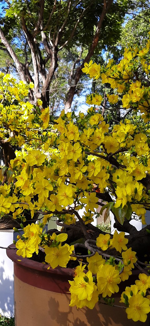 apricot blossom