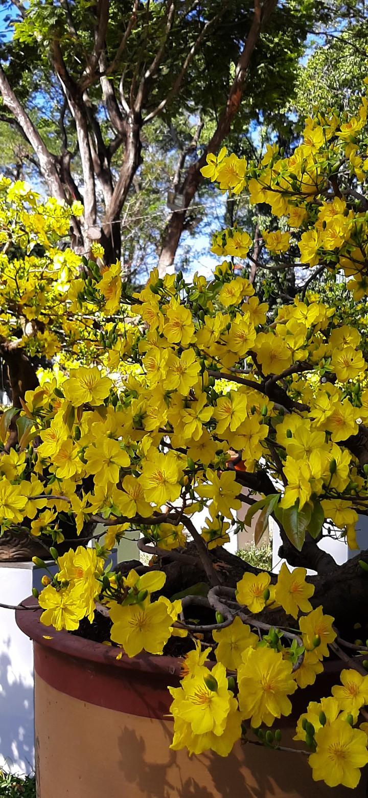 apricot blossom