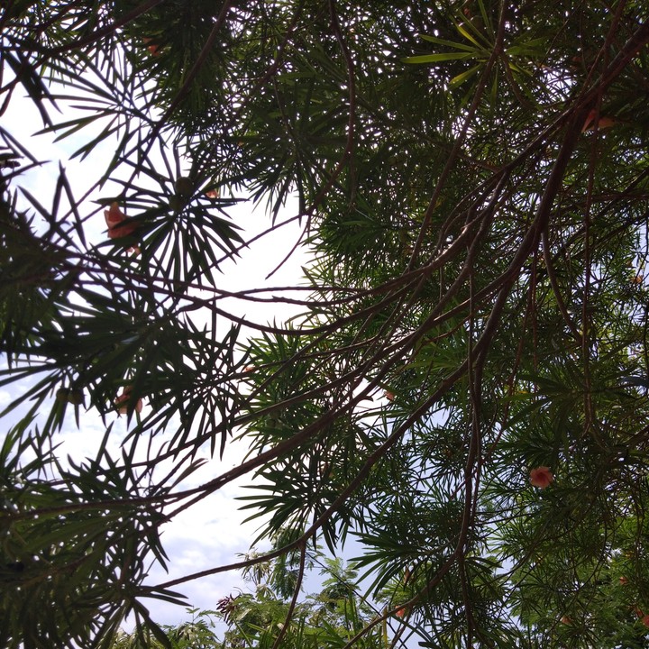 Tree of life.
