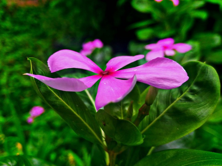 flower