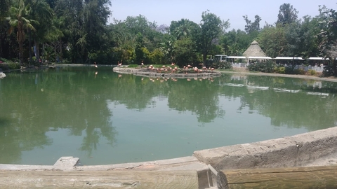 sfondi botany, lake
