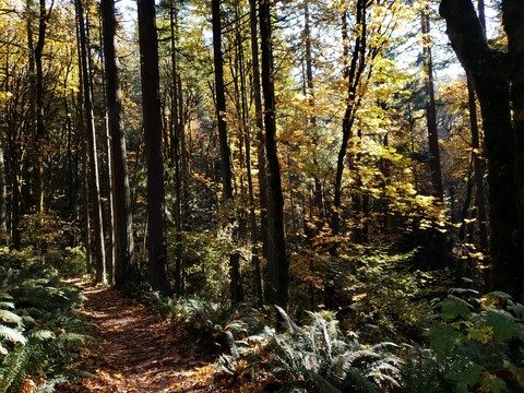 A hike in Forrest Park
