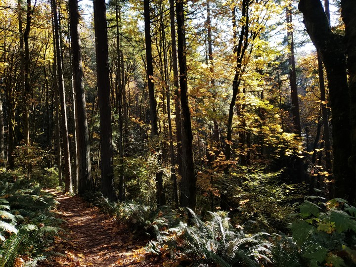 A hike in Forrest Park