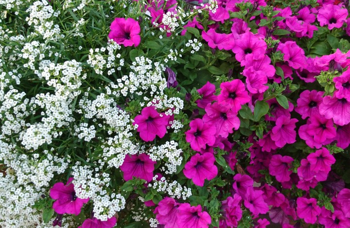 Pink and white