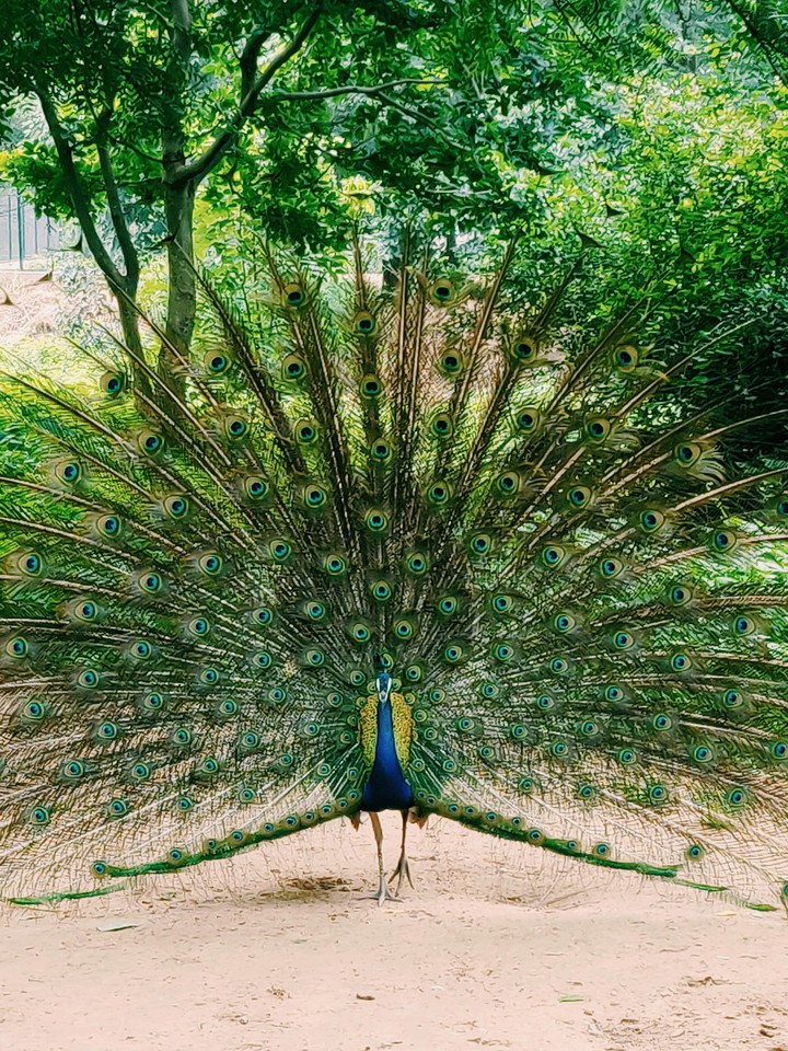 Birds