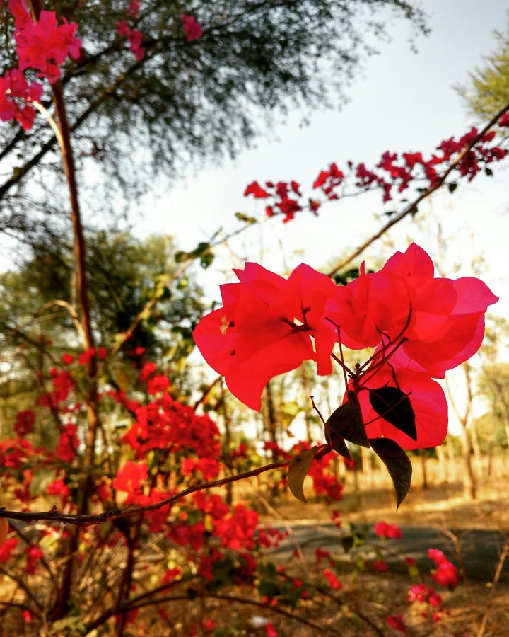 Red Twig