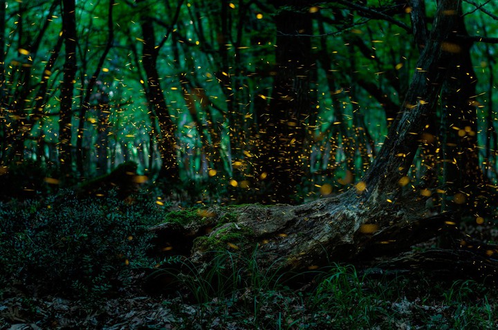 Bosque
