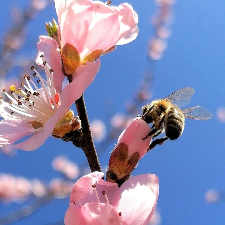 hardworking bee