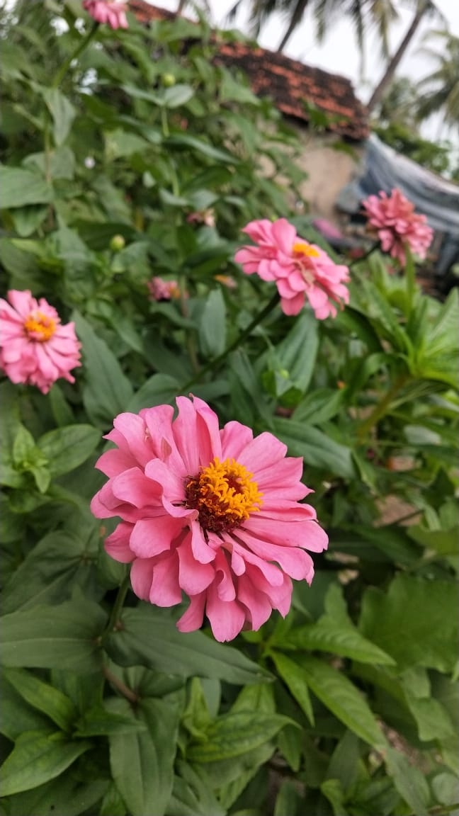 love of nature
