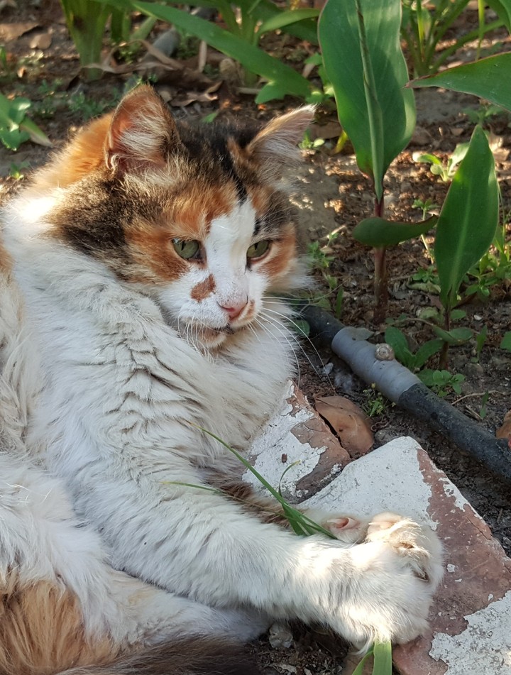 Like a tiger