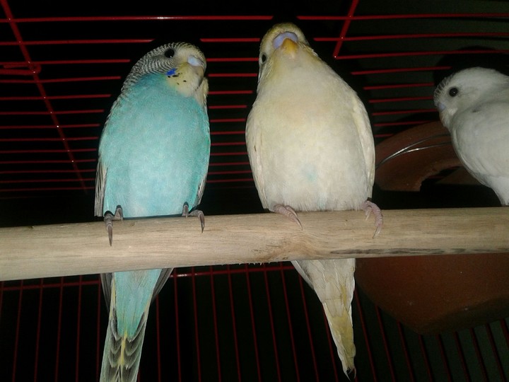 love birds