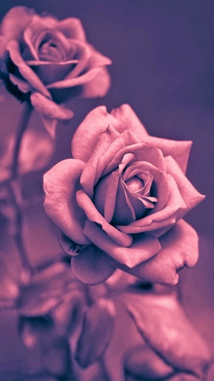 Fleurs