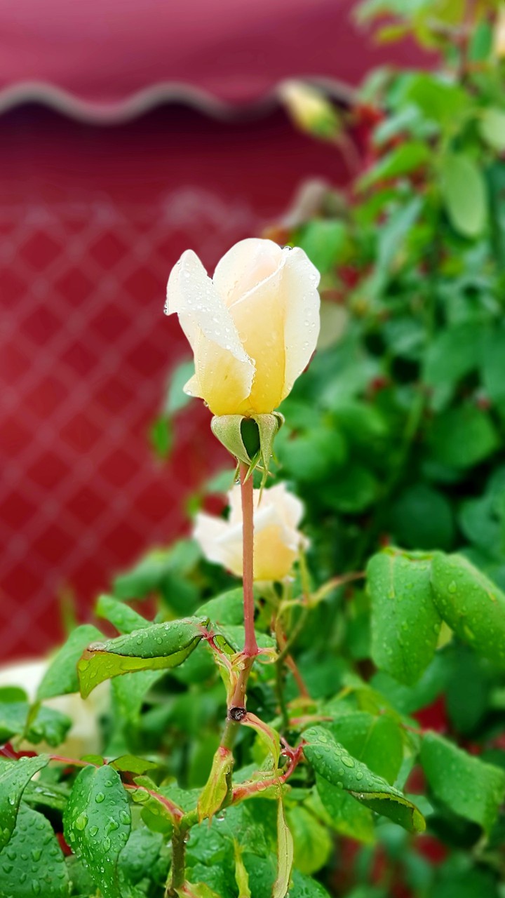 Rain & White Rosse...