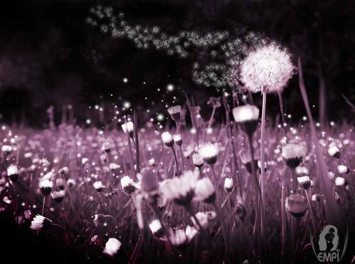 Blumenwiese
